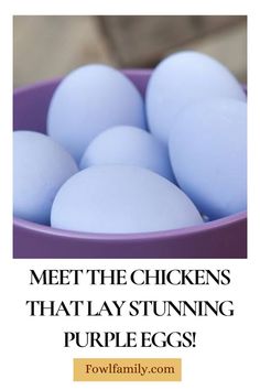 eggs in a purple bowl with the words meet the chickens that lay stunning purple eggs