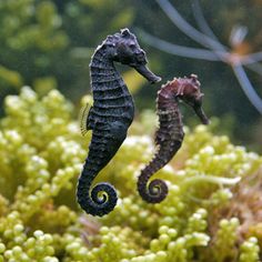 two seahorses are swimming in an aquarium