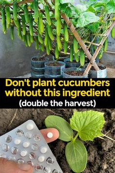 some plants that are growing in dirt and one is holding a contraption with the words don't plant cucumbers without this ingredient double the harvest