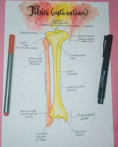 a diagram of the structure of a long bone and its major bones, labeled in spanish