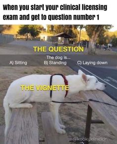 a white dog standing on top of a wooden bench with the caption saying, when you start your medical listening exam and get to question number 1