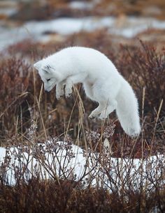 a white polar bear is jumping in the air over some bushes and snow covered ground