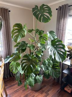 a houseplant in a living room with wooden floors