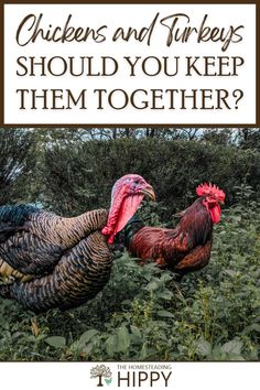 chickens and turkeys should you keep them together?