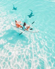 a woman in a kayak surrounded by sharks