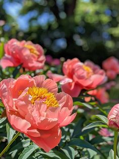 Peony Colors: Bright Coral Leaves Peony Varieties, Peony Colors, Colored Leaves, Purple Peonies, Spring Pictures, Red Peonies