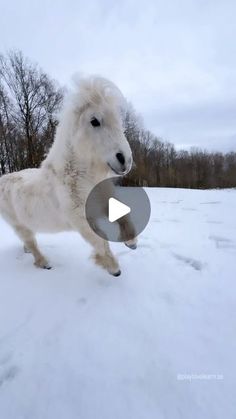 an animal that is standing in the snow