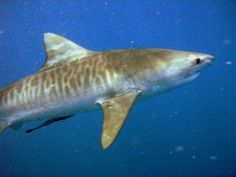 a tiger shark swimming in the ocean