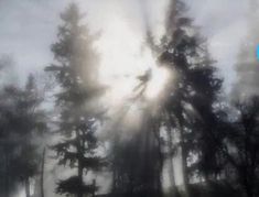 the sun is shining through the foggy trees