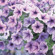 purple petunia flowers with green leaves