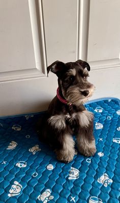 a small dog sitting on top of a blue mat in front of a white door