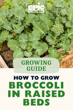 Fresh green broccoli in a raised wood garden bed Cold Weather Plants, Raised Bed Garden Layout, How To Grow Broccoli, Grow Broccoli, Growing Broccoli, Starting A Vegetable Garden, Fall Garden Vegetables