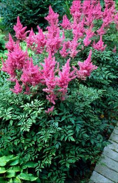 pink flowers are blooming in the garden next to green plants and brick walkways