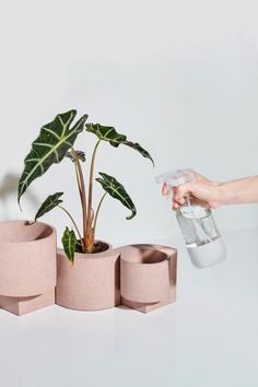 a person is holding a water bottle next to three planters