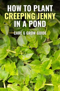 green plants with text overlay how to plant creeping jenny in a pond care and grow guide