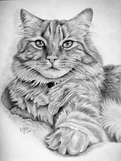 a pencil drawing of a cat laying down