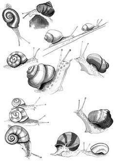 several different types of snails are shown in this drawing