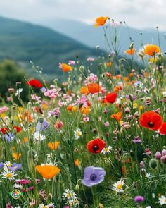 Wild Flowers Aesthetic, February Nature, Ipad Wallpaper Backgrounds, Wildflower Pictures, Wildflower Aesthetic, British Wildflowers, Field Of Wild Flowers, Jesus Wallpapers