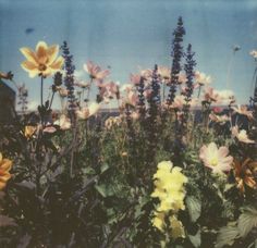 a field full of yellow and purple flowers with blue sky in the backround