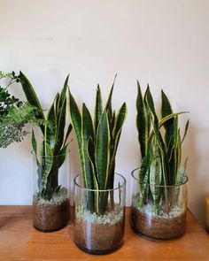 three glass vases with plants in them on a table