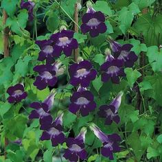 Asarina Jewel Mixed. 20 seeds - $3.99 Heat Tolerant Plants, Sarah Raven, Plant Wishlist, Gothic Garden, Violet Flowers, Garden Vines, Trellis Plants, Plant Ideas, Annual Flowers