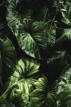 large green leaves are shown in the dark