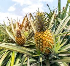 pineapples growing on the top of a tree