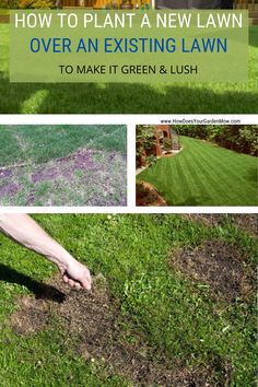 how to plant a new lawn over an existing lawn to make it green and lush