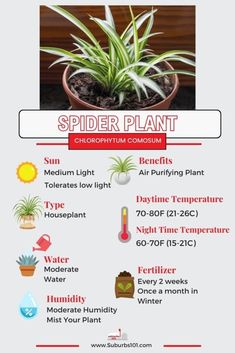 the spider plant info sheet is shown