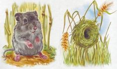 a drawing of a mouse sitting in front of a bird nest and another painting of grass