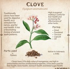 an info sheet describing the benefits of cloves and how they are used to grow them