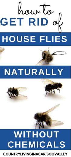 how to get rid of house flies naturally without chemicals