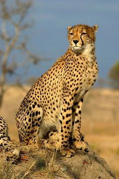 two cheetah sitting on top of a rock