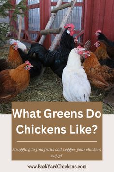 chickens are standing in the hay next to a red barn with text that reads, what greens do chickens like?