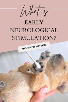 a person holding two puppies in their hands with the title what's early neurological simulation? and why it matters