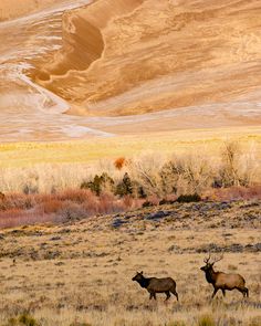 two elk walking through the desert with mountains in the background