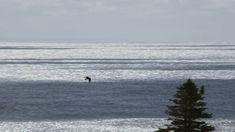 a lone bird flying over the ocean near some trees