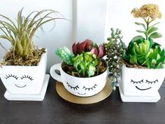 three potted plants with faces drawn on them