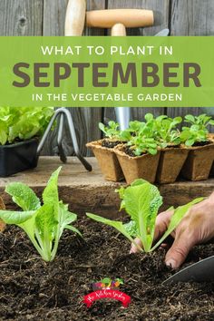 someone is planting lettuce in the garden with text overlay that reads, what to plant in september in the vegetable garden