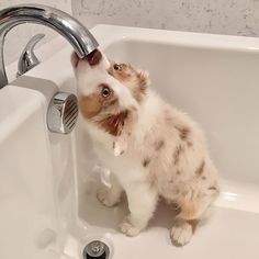 a small kitten drinking water from a faucet