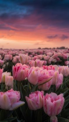 a field full of pink tulips under a purple sky with clouds in the background