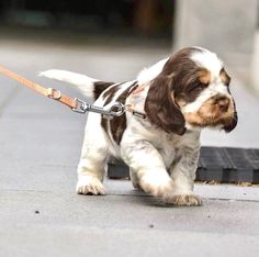 a small brown and white dog walking down a street with a leash on it's neck