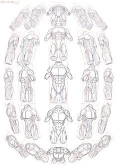 an image of the muscles and their functions in this drawing lesson, it shows how to draw