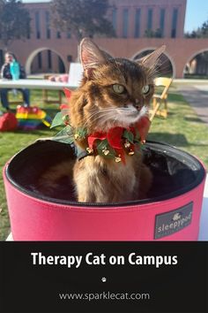 a cat wearing a red bow tie sitting in a pink box with the words therapy cat on campus