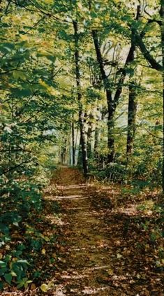 Hiking through the woods beautiful green leaves trail dirt path fairy aesthetic Mother Nature trail Dirt Core, Horticulture Aesthetic, Caitlin Aesthetic, Dirt Aesthetic, Nature Walk Aesthetic, Trails In The Woods, Trail Aesthetic, Woodland Paths, Oc Couples