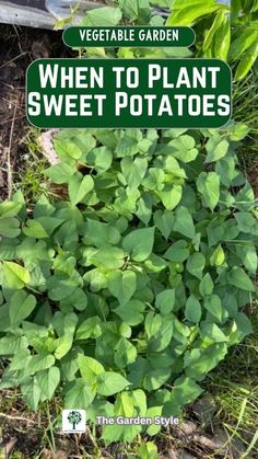 When to Plant Sweet Potatoes: Learn the best time to plant sweet potatoes for a successful crop. Ensure your sweet potatoes thrive with these planting tips. Visit TheGardenStyle.com to learn more. How To Grow Japanese Sweet Potatoes, When To Plant Potatoes In Zone 9, Planting Sweet Potatoes In Containers, Planting Potatoes In The Fall, Fall Potatoes Planting, When To Plant Sweet Potatoes, How To Grow Sweet Potatoes, Sweet Potato Plant Vine, Planting Sweet Potatoes