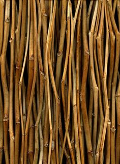 close up view of bamboo sticks with very long, thin stalks on the outside wall