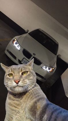 a cat sitting on the ground next to a silver car in a parking lot with two other cars behind it