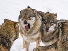 three gray wolfs standing in the snow with their mouths open