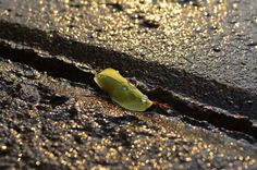 a yellow leaf on the ground with water droplets all over it's surface,